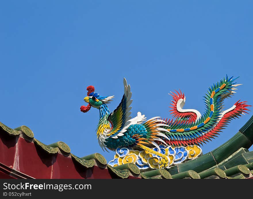 Colorful Chinese peacock on the blue sky background