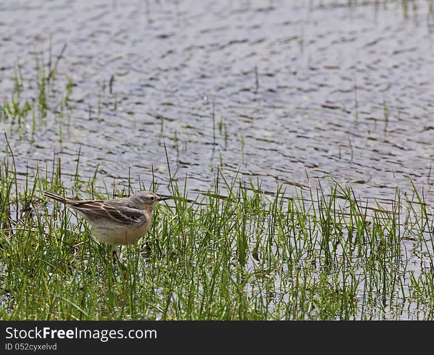 American Pipit in wetland