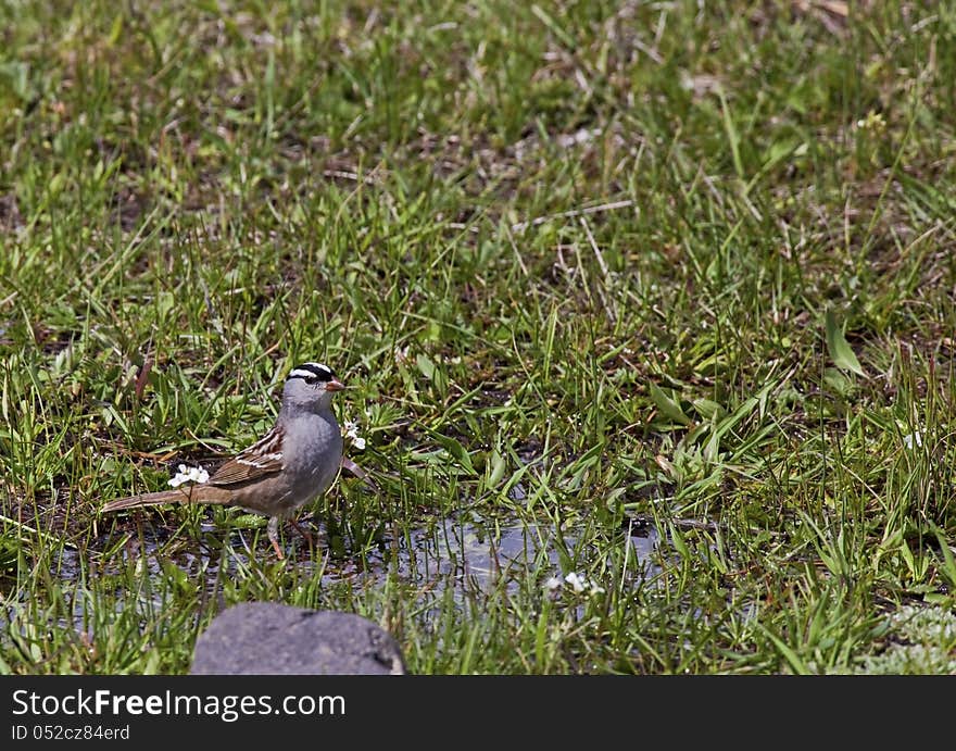 White-crowned Sparrow Zonotrichia leucophrys