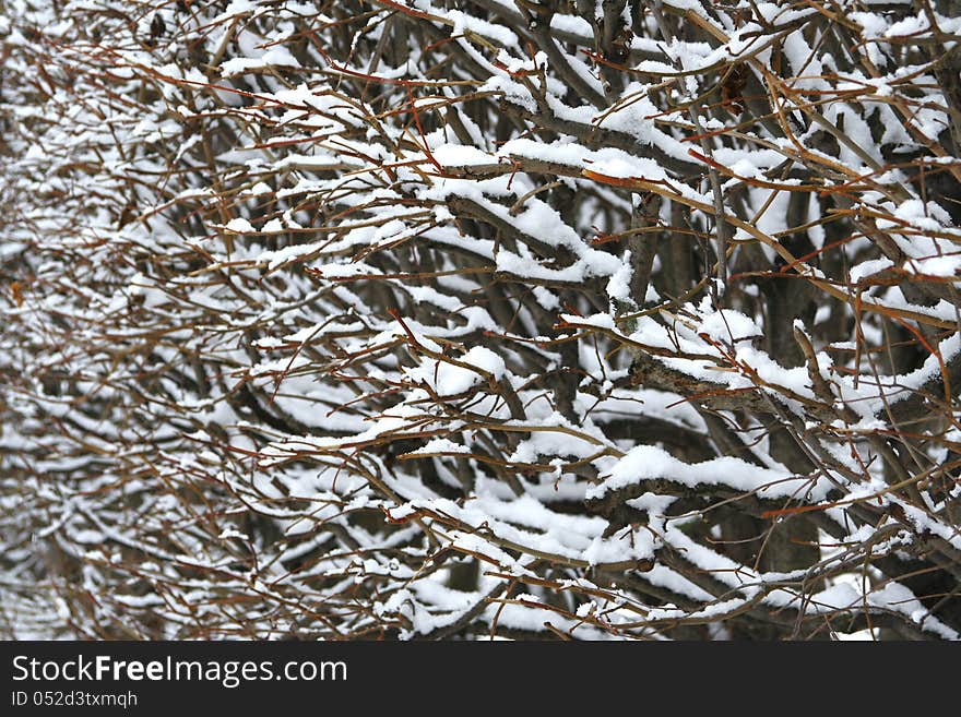 The branches of a bush, covered with snow. Background, texture. The branches of a bush, covered with snow. Background, texture