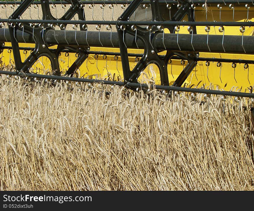 Wheat field harvesting