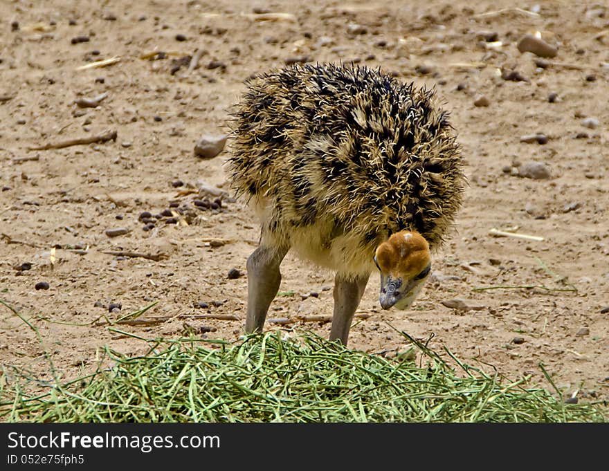 Just hatched chick of african ostrich