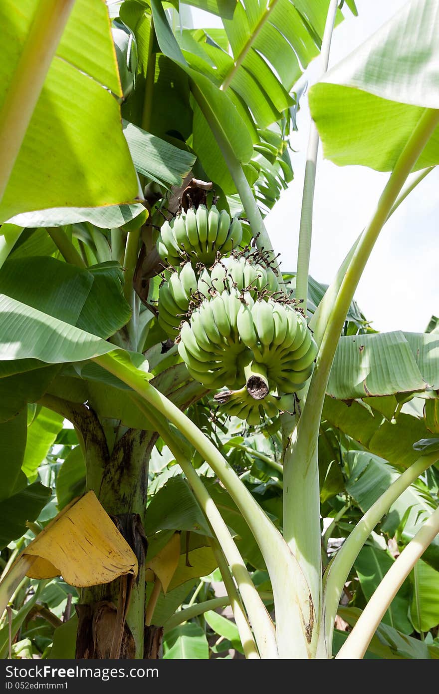 Bunch of ripening bananas on tree