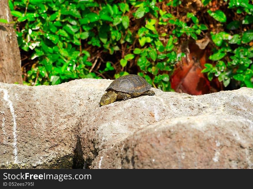 Yellow brown turtle with long neck