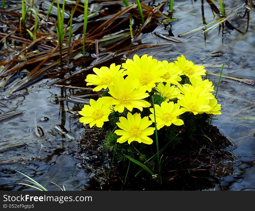 The early spring came to steppes of Altai. The early spring came to steppes of Altai