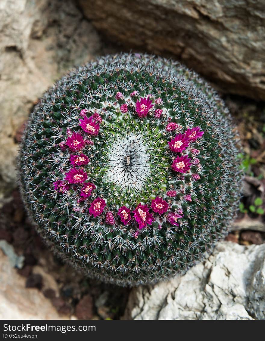 Blooming Cactus