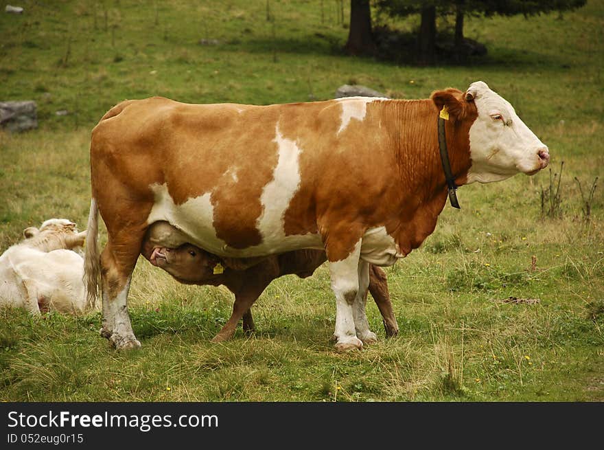 The calf watching me while eating. The calf watching me while eating