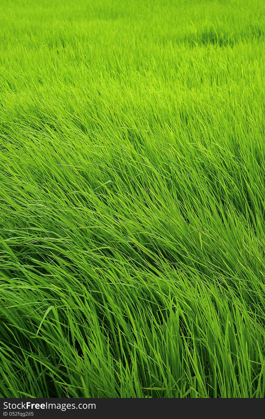 Paddy rice in green