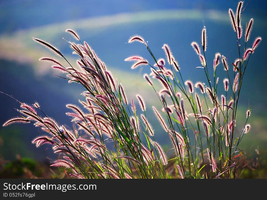 Flower grass impact sunlight