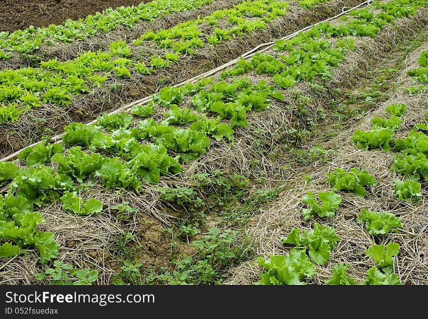 Vegetable planting in the soil