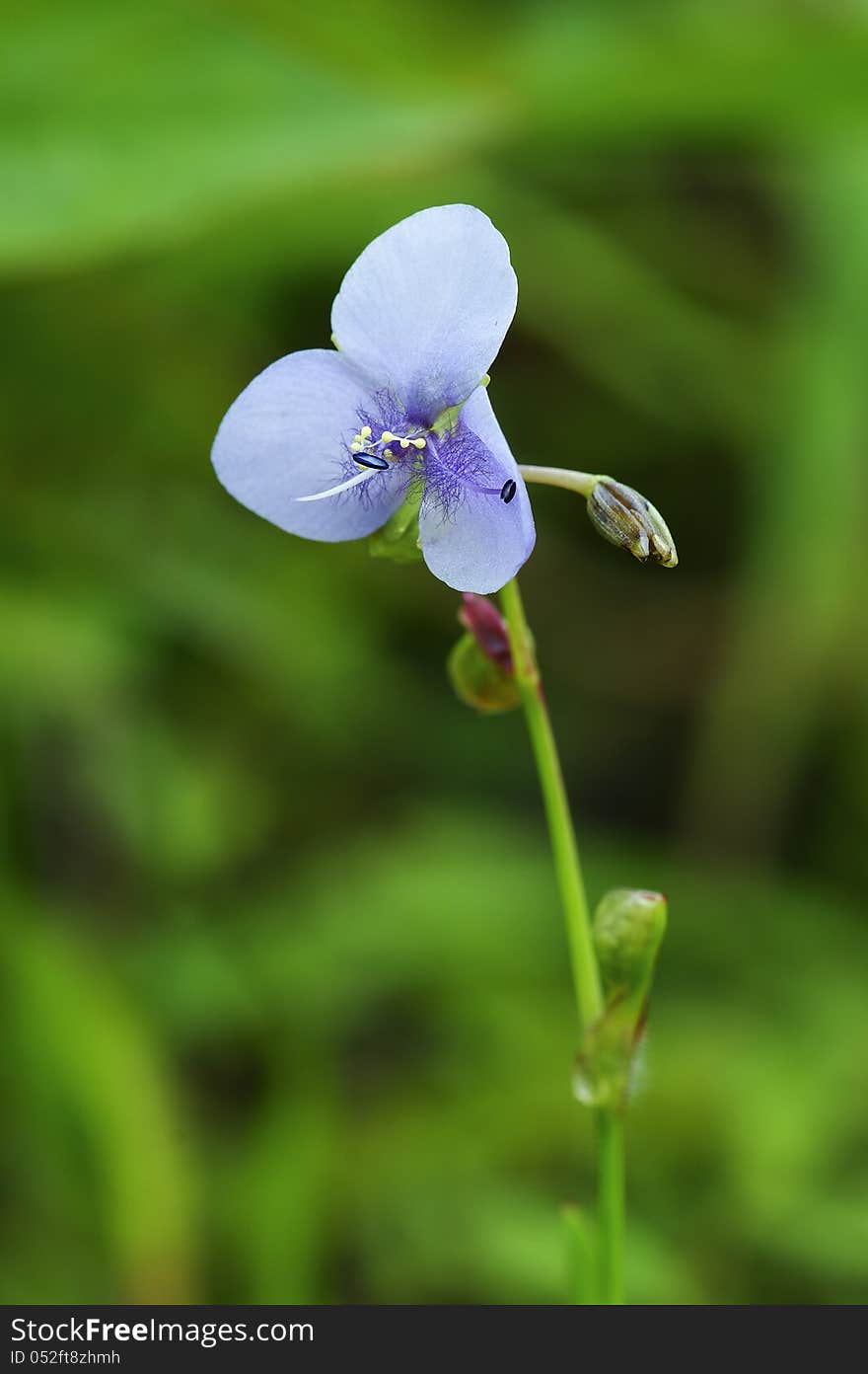 Purple flower in green background