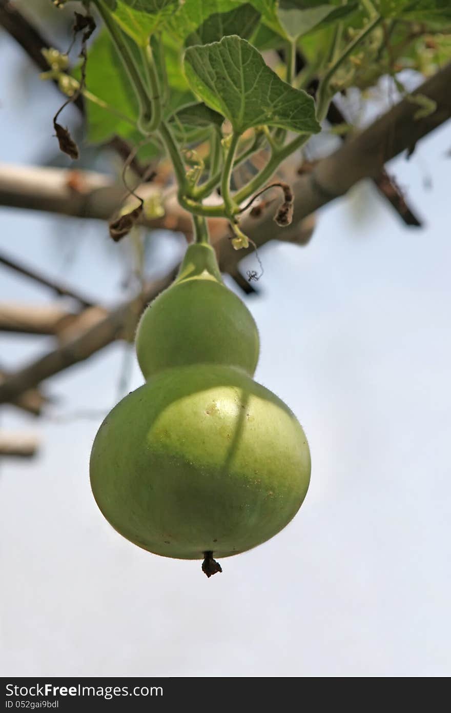 Green gourd - Lagenaria siceraria. Growing in the garden,