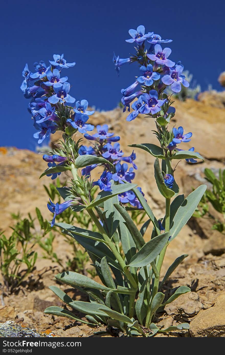 The wild flowers in the Wyoming badlands often grow through cracks in the rocks. The wild flowers in the Wyoming badlands often grow through cracks in the rocks.