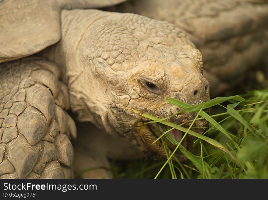 Portrait of a giant tortoise that eat grass..Detailed view of the head with an open mouth. Portrait of a giant tortoise that eat grass..Detailed view of the head with an open mouth.