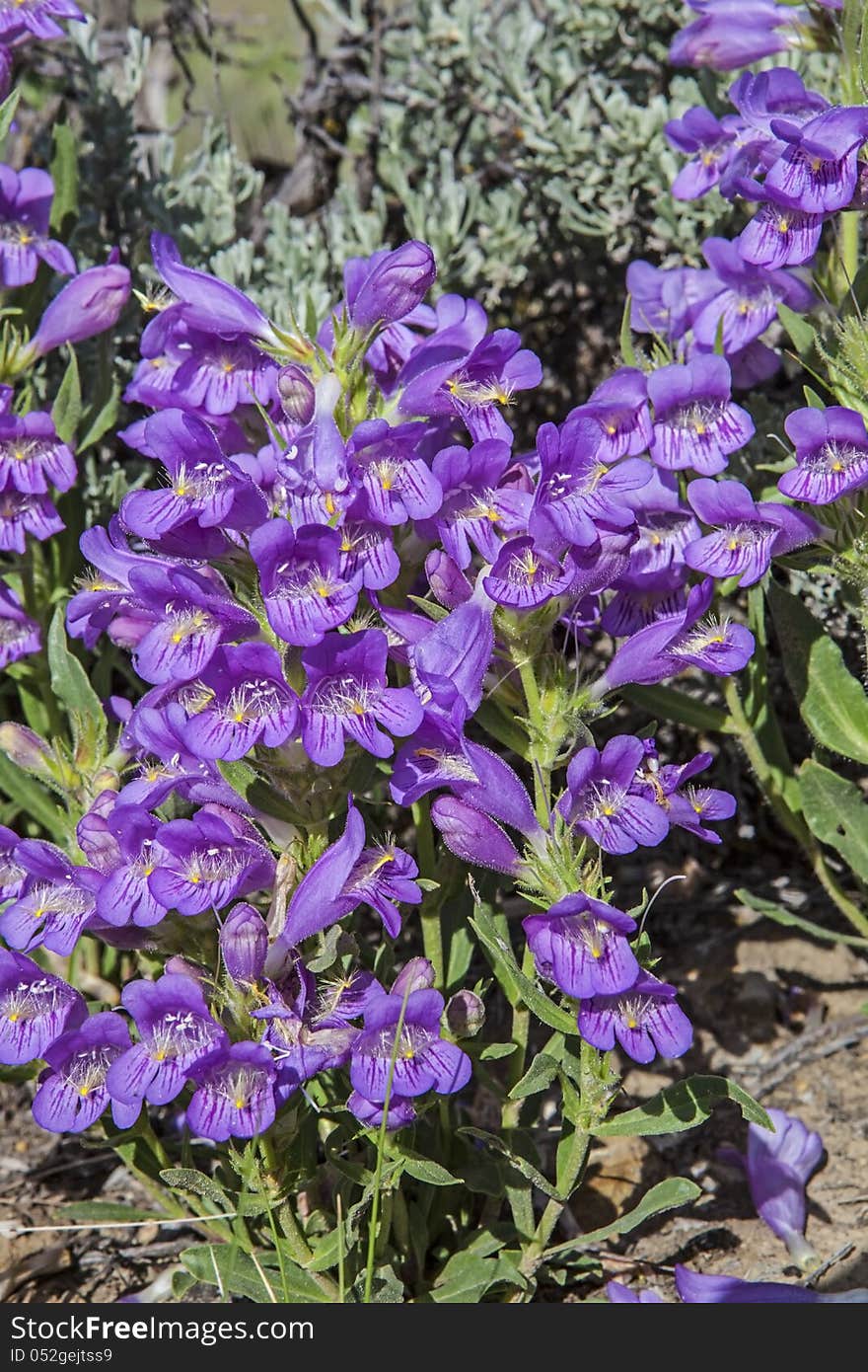 The wild flowers in the Wyoming badlands often grow solitary. The wild flowers in the Wyoming badlands often grow solitary.