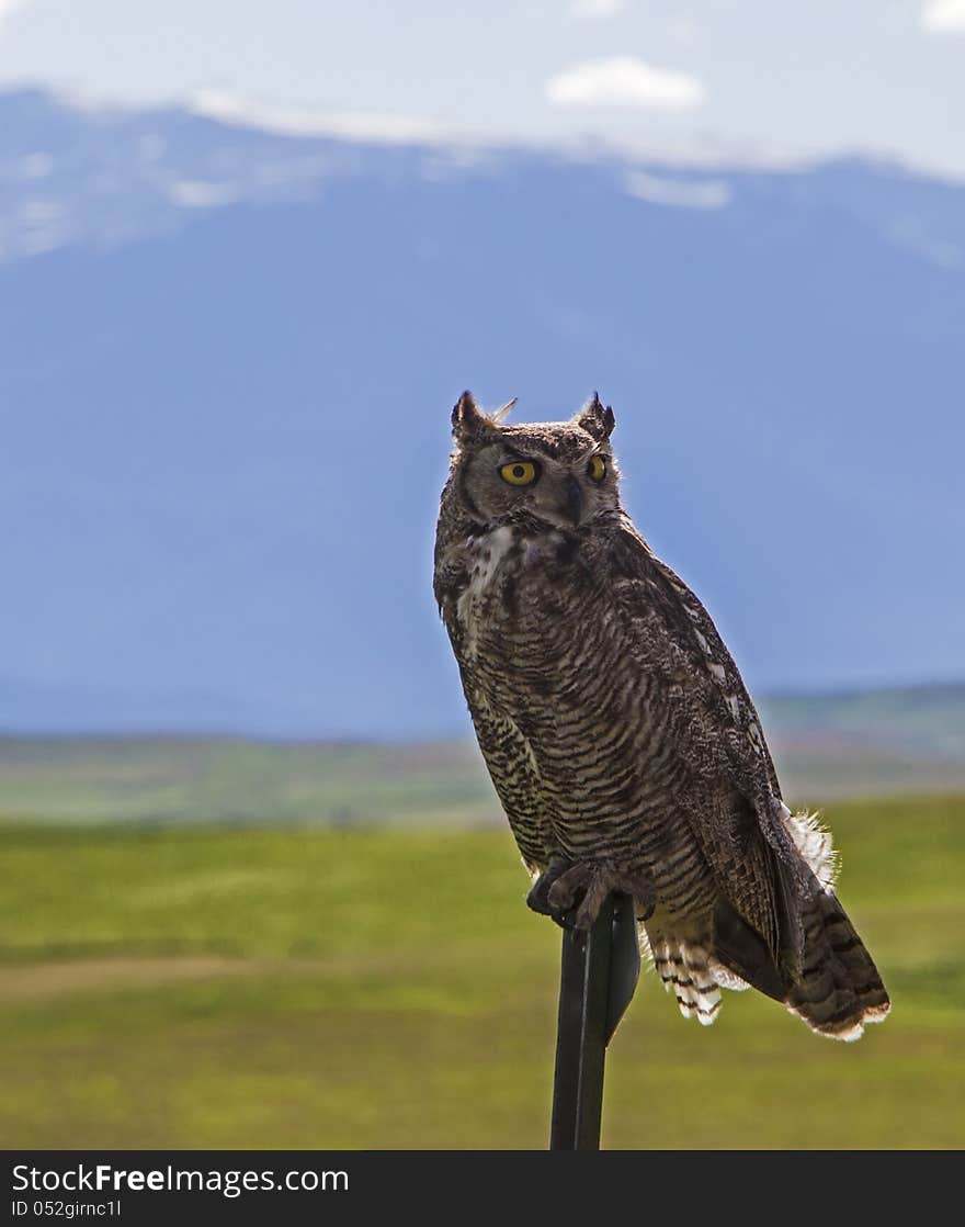 Great Horned Owl Portrait