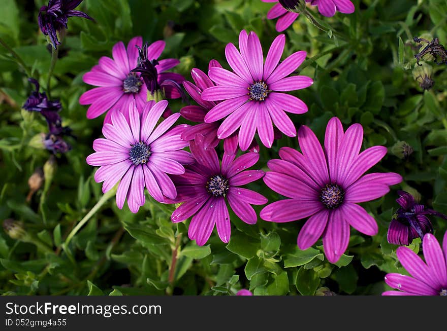 This purple flower was taken in the Royal Botanic Gardens Sydney