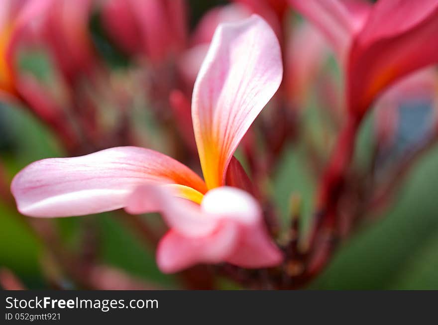 This Frangipani flower was taken in the Royal Botanic Gardens Sydney