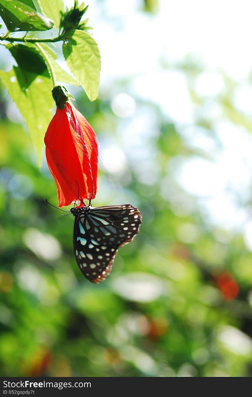 Butterfly on the beautiful bud