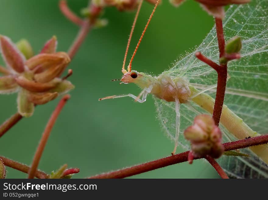 A lacewing