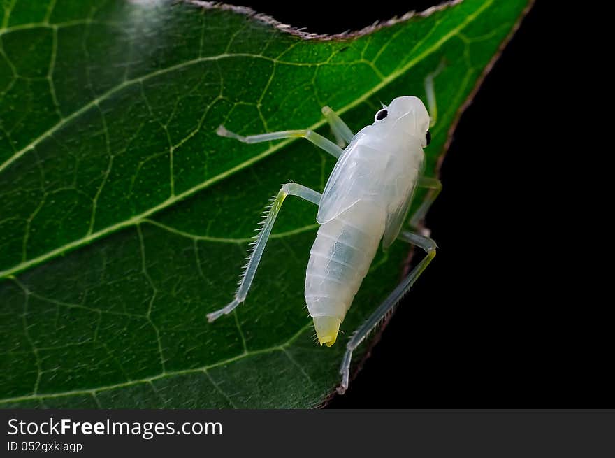 Crystal transparent cicadas