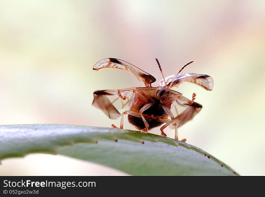 A tortoise beetle spread his wings and ready to fly.