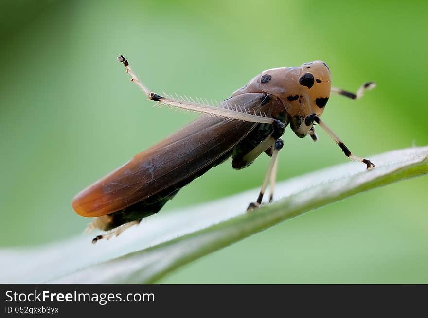 Bighorn cicada