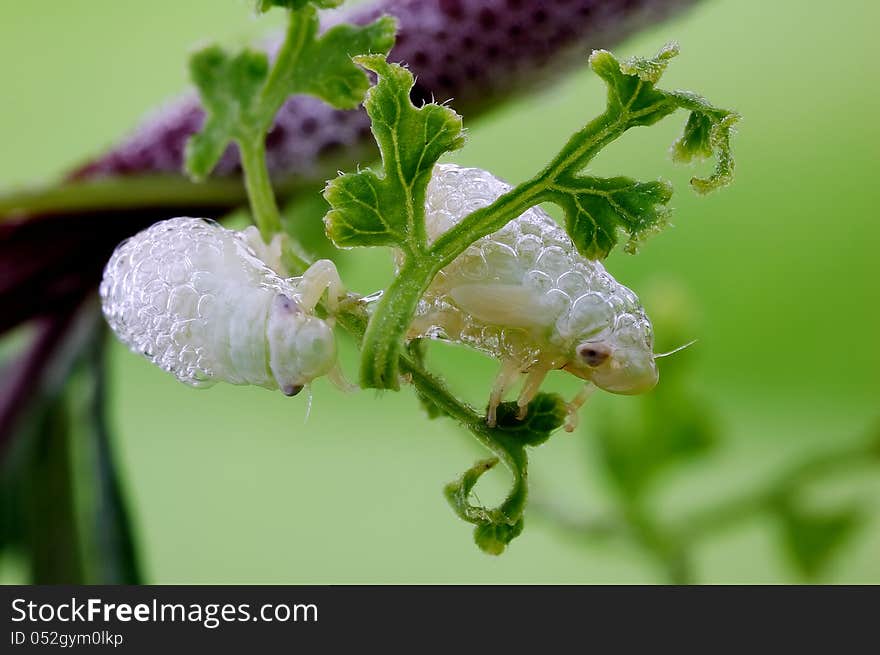 Two spittlebug intimacy, they are good friends. Two spittlebug intimacy, they are good friends.