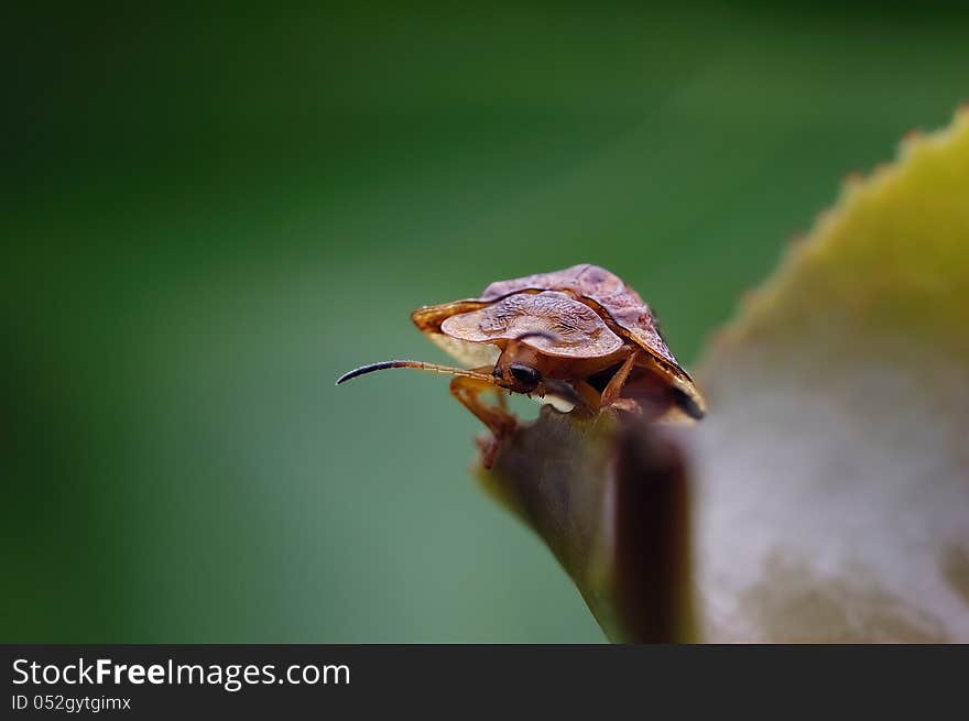 A tortoise beetle walking on the edge of the green leaves.