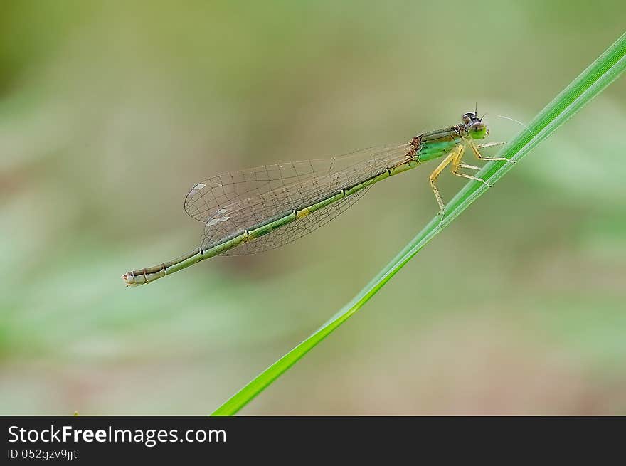 Odonata,shooting Dragonfly in natural light.