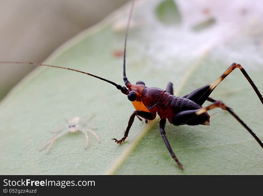 A red katydids is looking at a very small white spider running from the front.