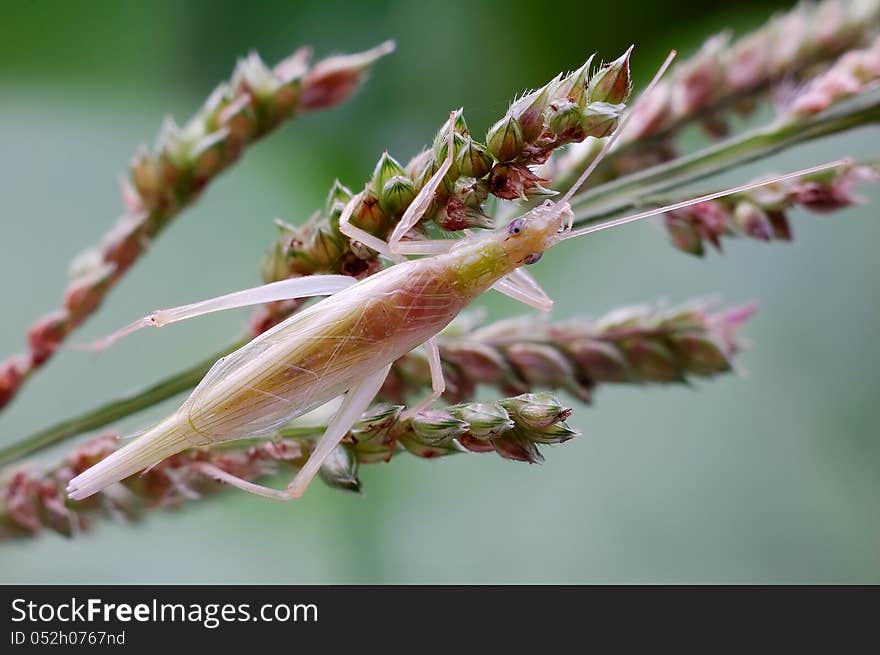 Lacewing or grasshopper