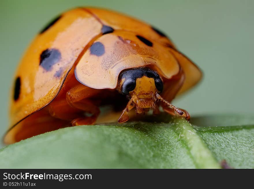 A ladybug is fat and huge. A ladybug is fat and huge.