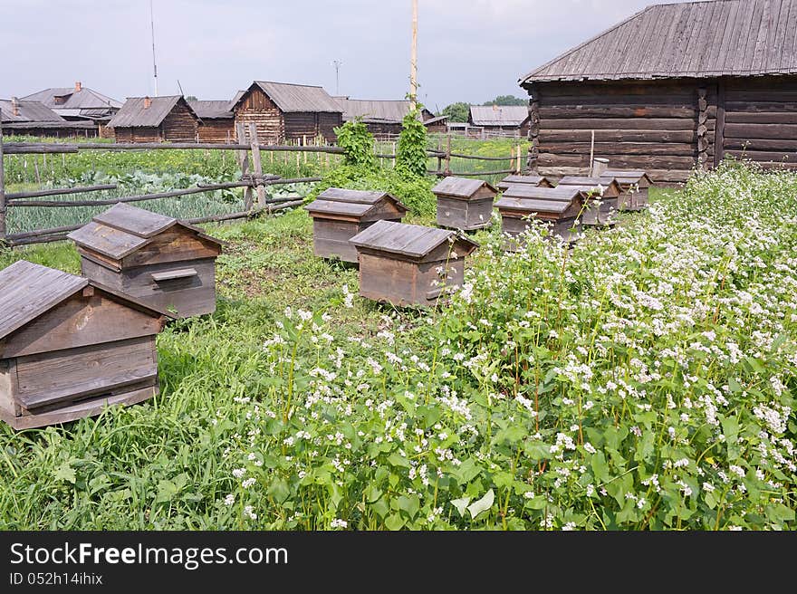 Hives in the apiary.