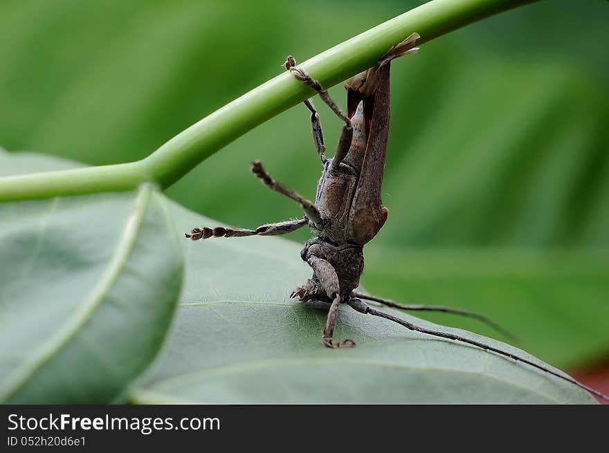 Longhorned beetle