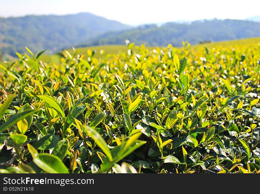 Most tea plantation at Doi Mae Salong in Chiang Rai, Thailand. Most tea plantation at Doi Mae Salong in Chiang Rai, Thailand