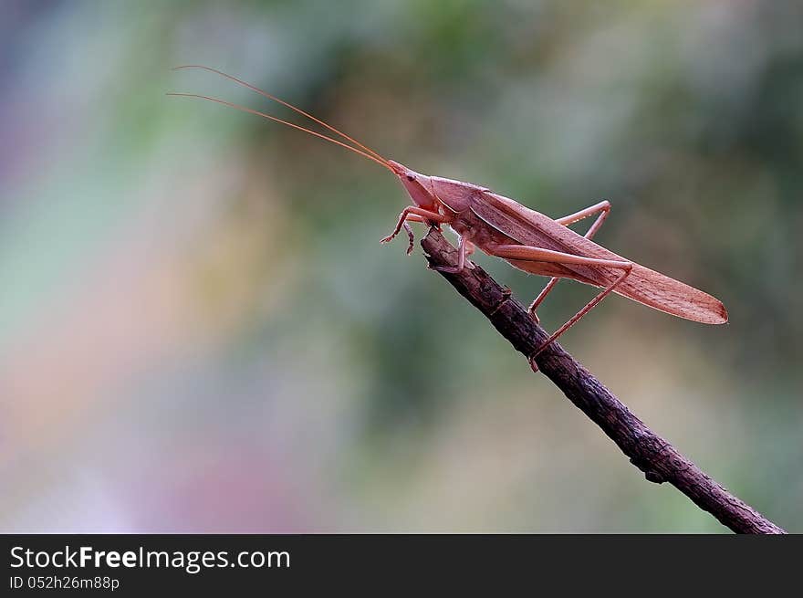 Tettigonioidea or grasshopper