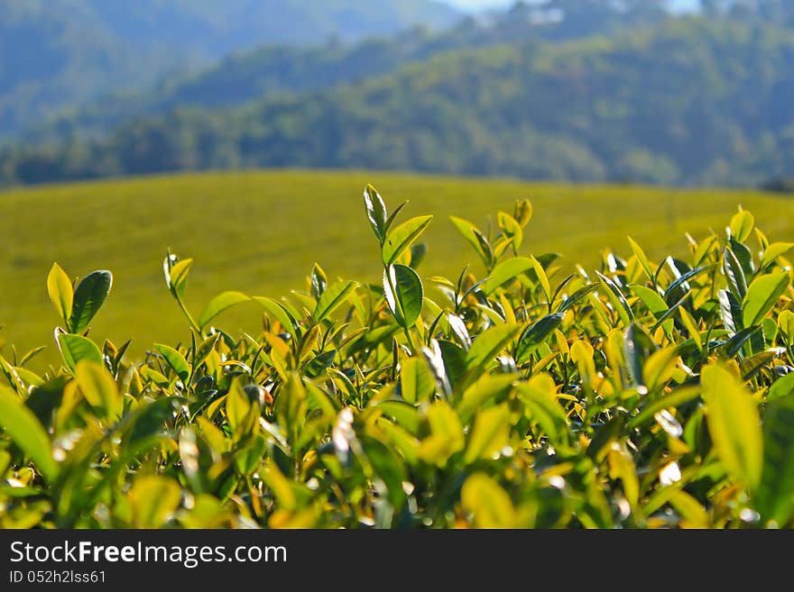 Most tea plantation at Doi Mae Salong in Chiang Rai, Thailand. Most tea plantation at Doi Mae Salong in Chiang Rai, Thailand