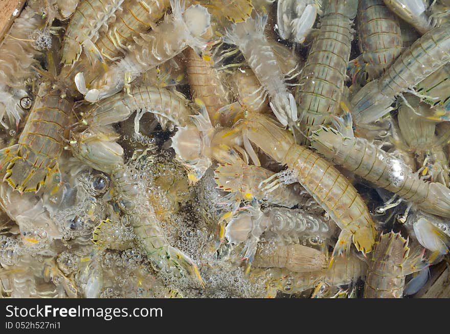 Close-up for fresh mantis shrimp in water,in the seafood market