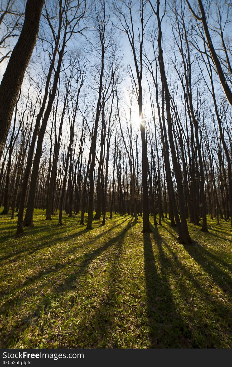 Spring trees