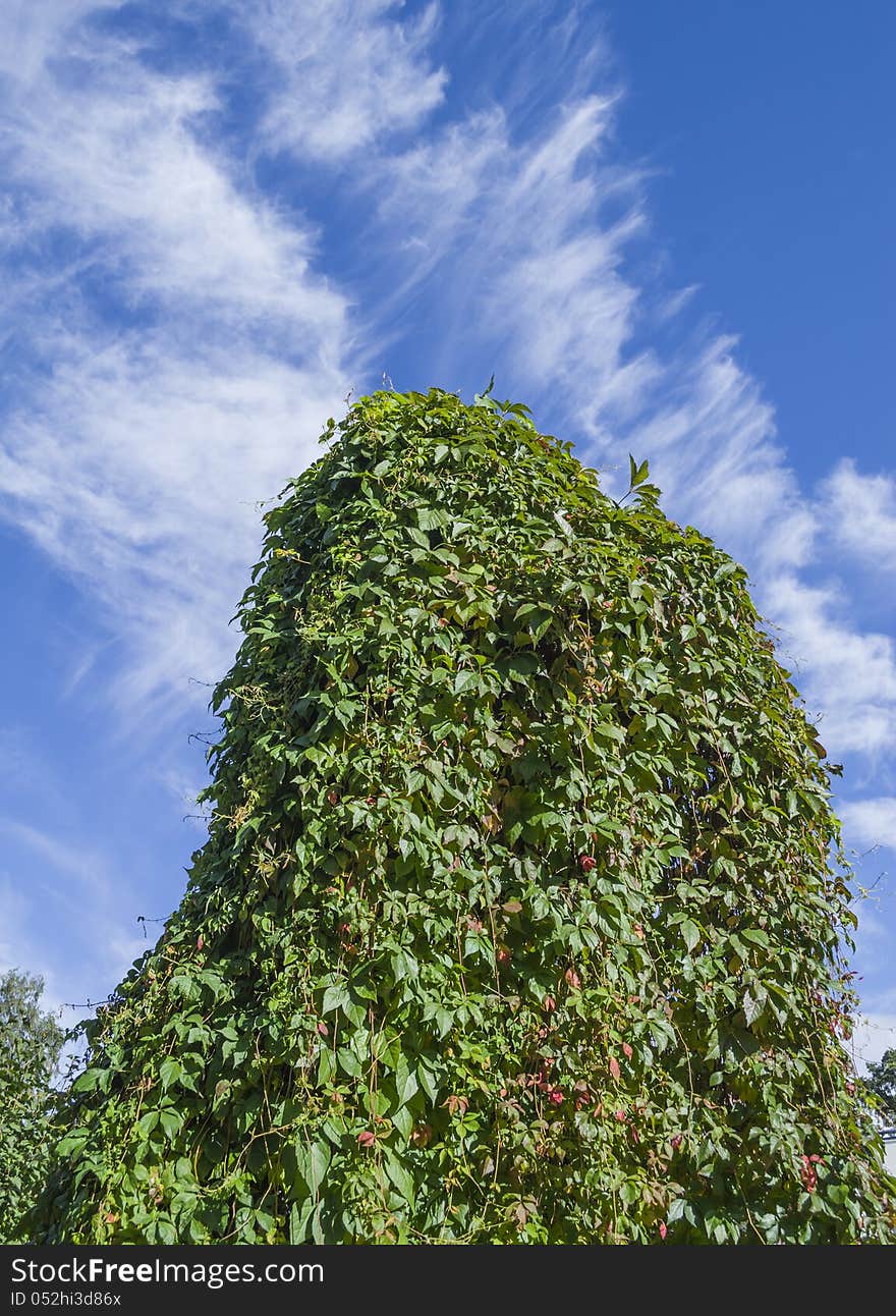 Green ivy wall on blue cloudy sky