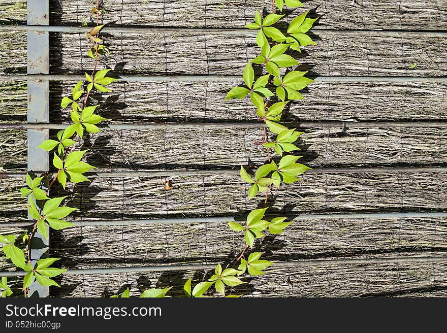 Green Ivy Wall On Fence