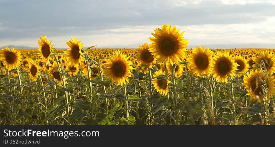 Field of brilliant sunflowers. Field of brilliant sunflowers.