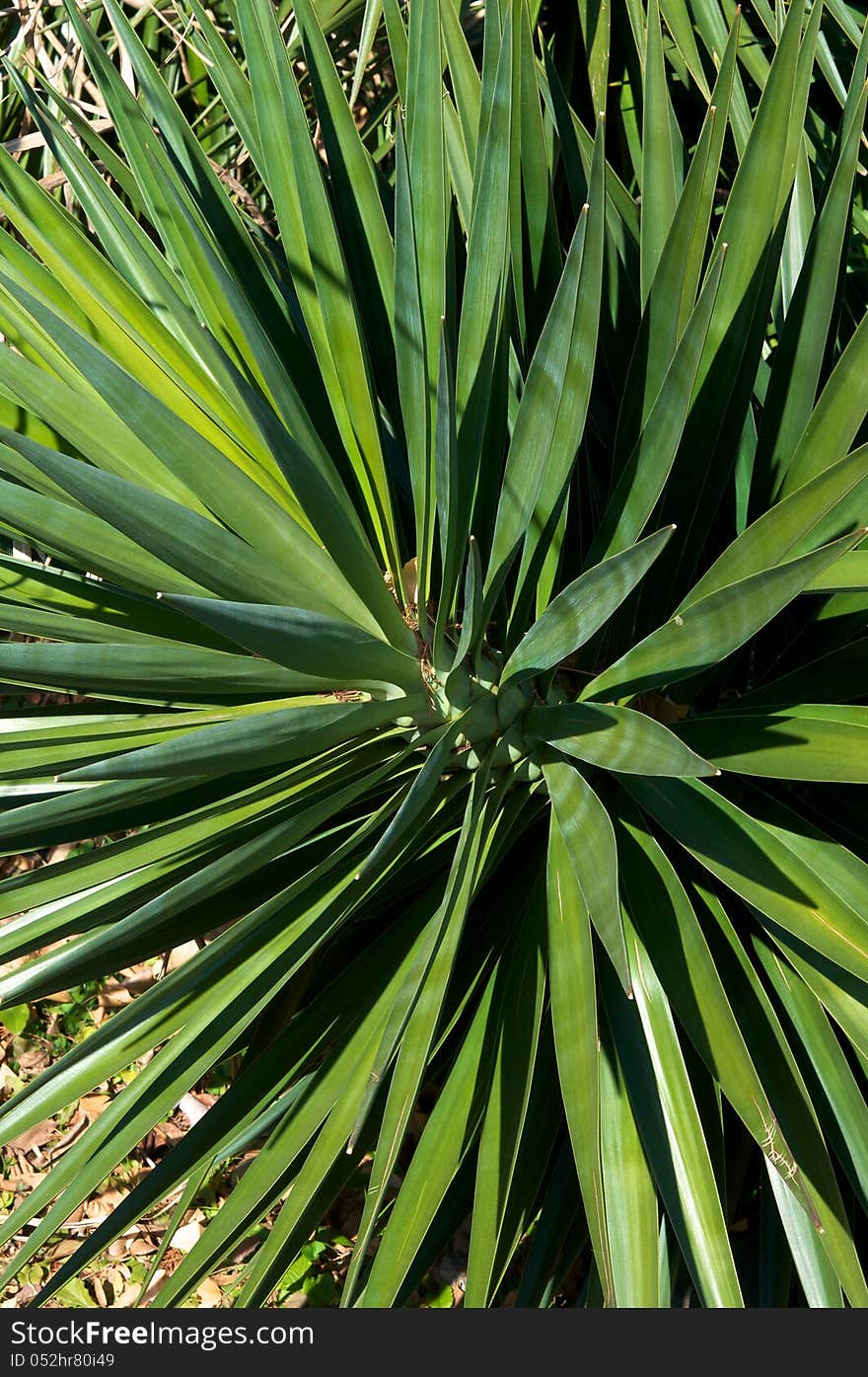 Widely grown, ornamental plant, roots used as shampoo, landscaped plant, requiring little care and low water, landscape design, color image, ornamental garden, beauty in nature, single flower, japanese garden, sharp leaf. Widely grown, ornamental plant, roots used as shampoo, landscaped plant, requiring little care and low water, landscape design, color image, ornamental garden, beauty in nature, single flower, japanese garden, sharp leaf