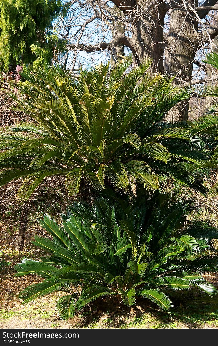 Palm tree, tropical climate, color image, small palm, green leaf, national landmark