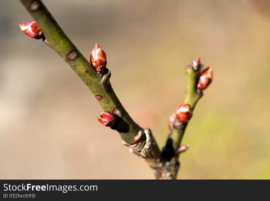 The rudiments of flowers, kidneys leaves, leaf axils, flower buds, naked buds. The rudiments of flowers, kidneys leaves, leaf axils, flower buds, naked buds