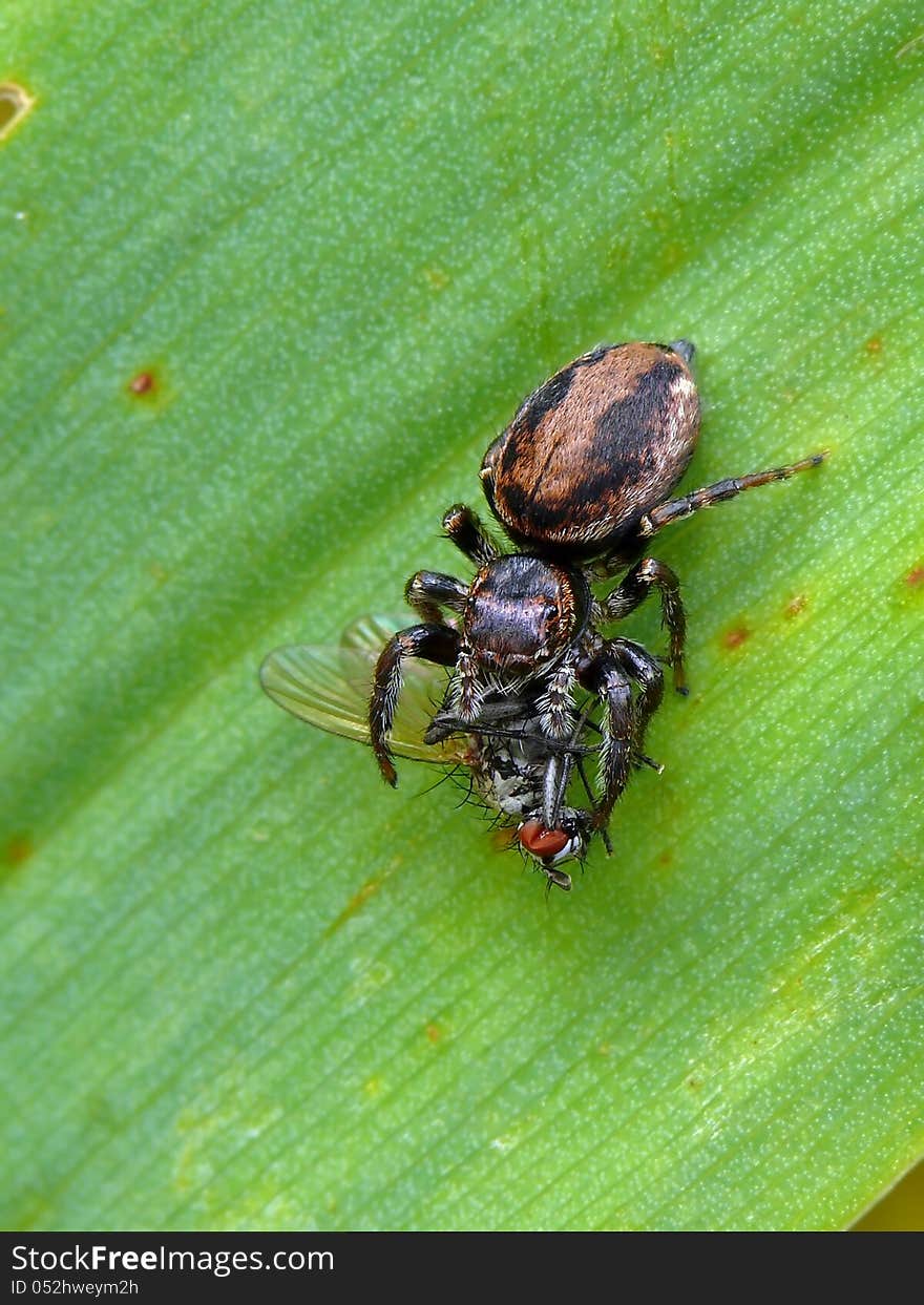 Jumping spider (Evarcha arcuata) with prey.