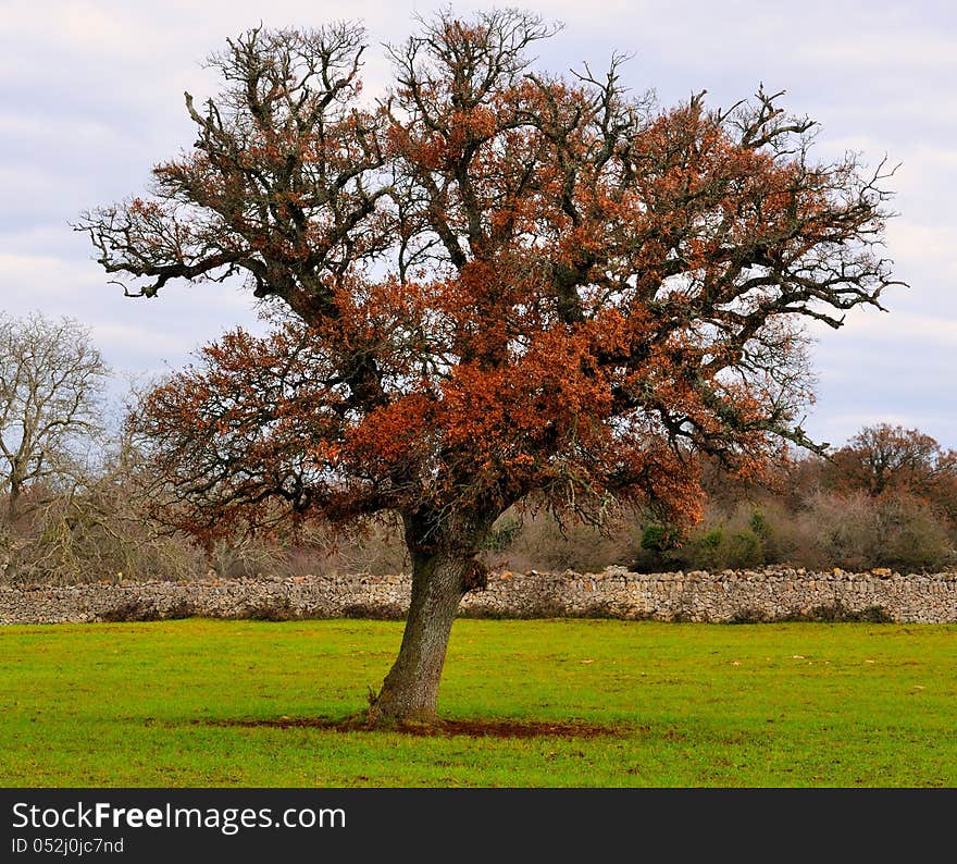 Oak tree typical of the countryside of Puglia in winter