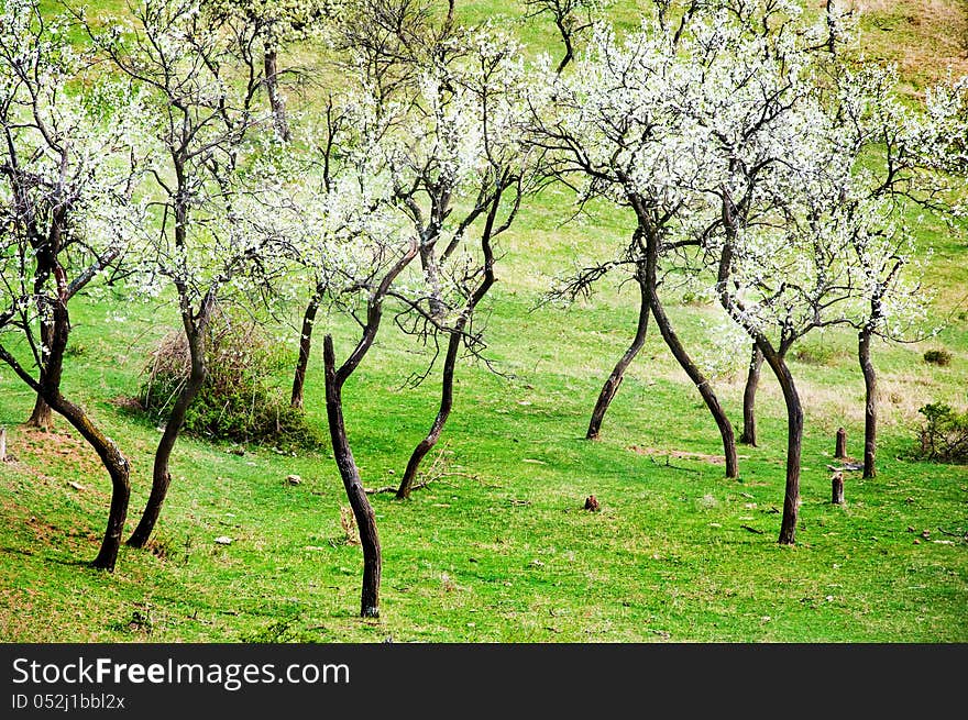 Blooming Trees