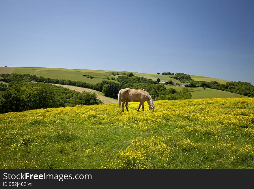 A light-furred horse grazing under a clear blue sky on a meadow covered with buttercups. The scene is situated in the french countryside. A light-furred horse grazing under a clear blue sky on a meadow covered with buttercups. The scene is situated in the french countryside